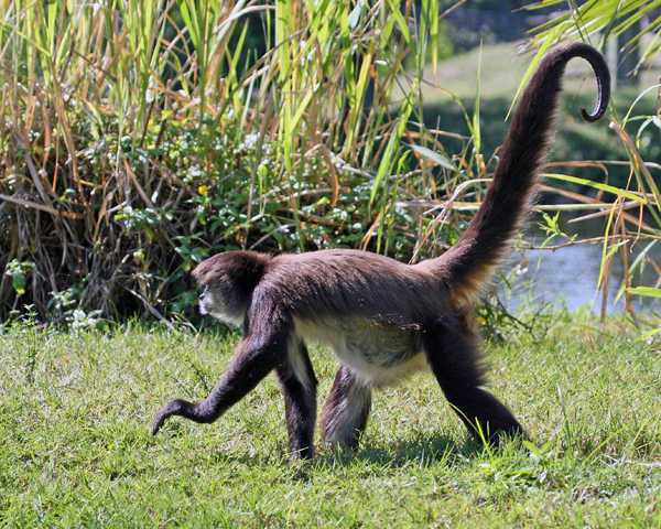 黑掌蛛猴(black-handed spider monkey)