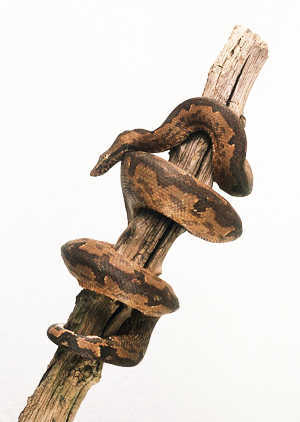 太平洋树蟒(pacific tree boa)