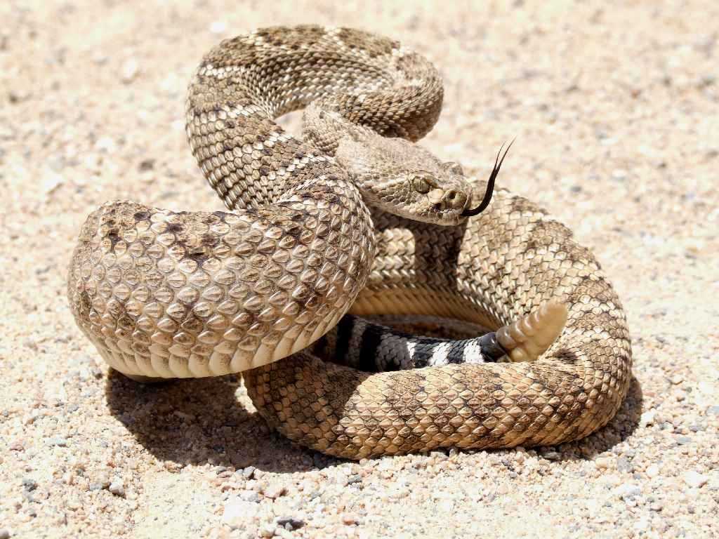 Desert Snake, Tozeur Zoo, Tunisia, 沙漠蛇, 吐澤動物園, 突尼西亞 - a photo on Flickriver