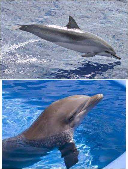 短吻飞旋原海豚(short-snouted spinner dolphin)