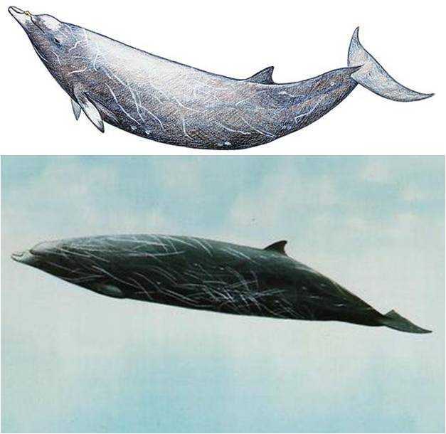 哈氏中喙鲸(hubbs beaked whale)
