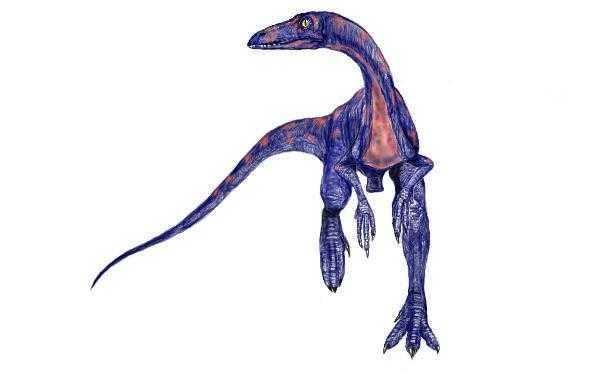 腔骨龙coelophysis
