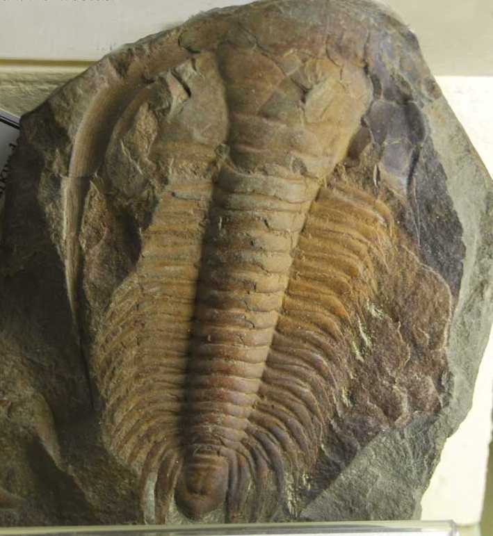 奇异虫paradoxides