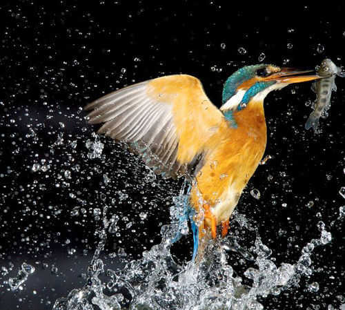 翠鸟(cuì niǎo) kingfisher