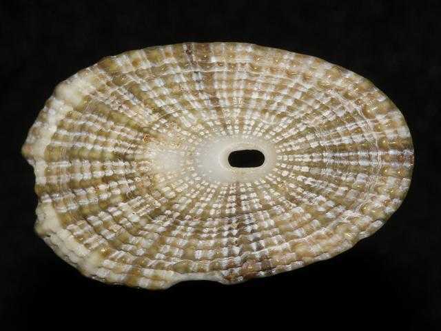 欧洲笠螺commoneuropeanlimpet