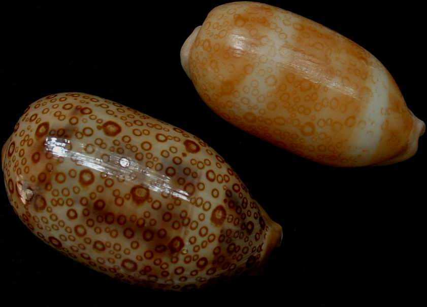 眼斑宝螺(ocellate cowrie)