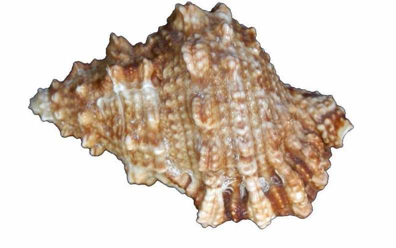 苹果芭蕉螺applemurex