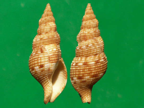 易呗网 - 梭氏布纹螺(sowerbys dwarf triton)