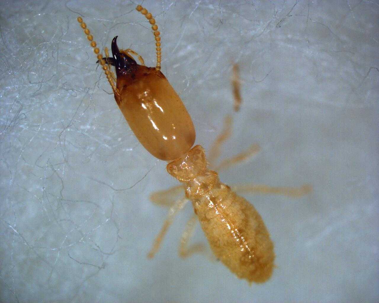 白蚁(termite)