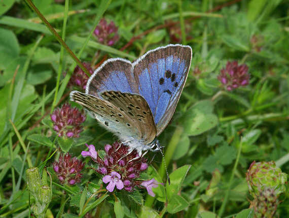 易呗网 - 黑星琉璃小灰蝶(large blue)