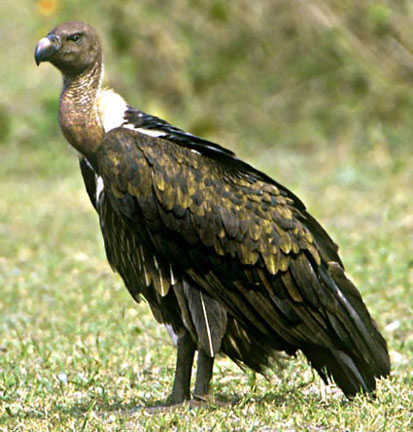 加州兀鹫californiacondor