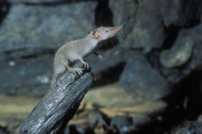 小臭鼩(pygmy white-toothed shrew)