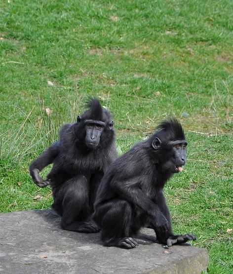 又称为黑冠猕猴,主要分布于印尼.