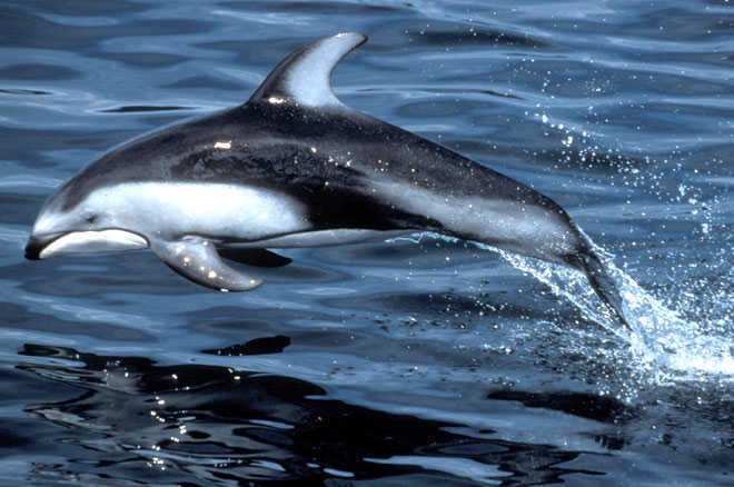 太平洋斑纹海豚(pacific white-sided dolphin)