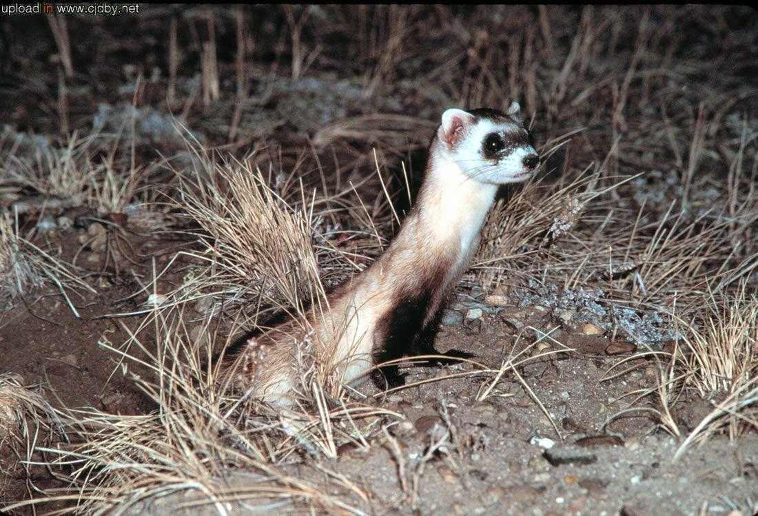 黑足鼬blackfootedferret