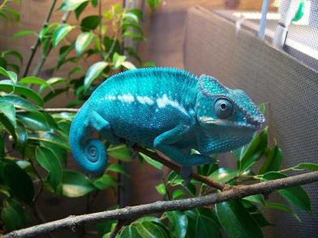 豹斑避役(panther chameleon)