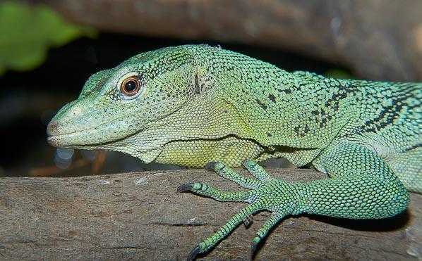 树巨蜥emeraldtreemonitorlizard