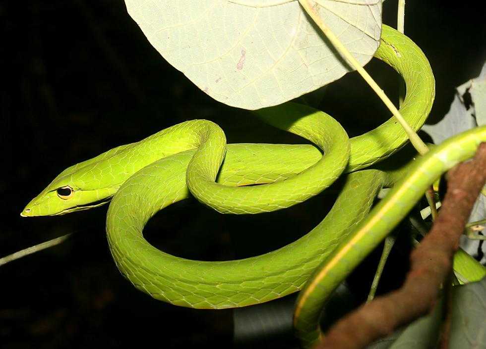 长吻鞭蛇(long-nosed whipsnake