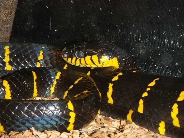红树猫眼蛇(mangrove snake)