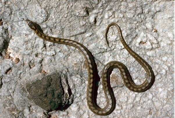 滑鳞蛇(smooth snake)