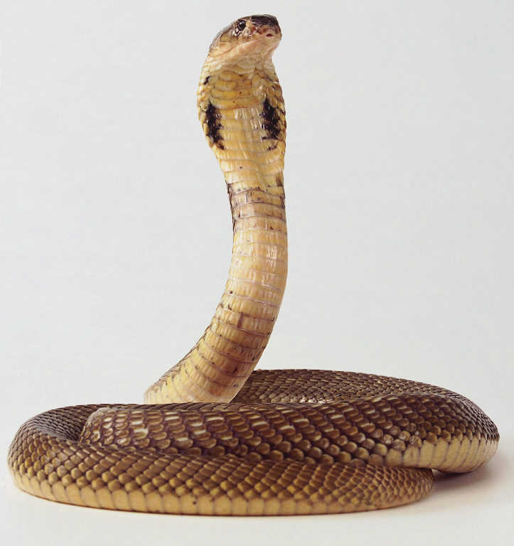 泰国单眼斑眼镜蛇(thai monoculate cobra)