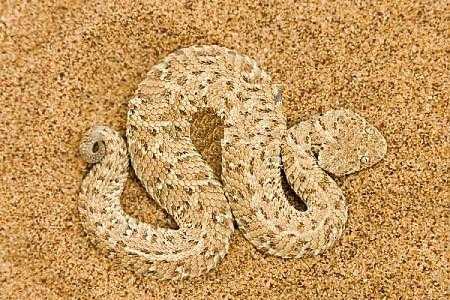 侏噝蝰(peringueys adder)