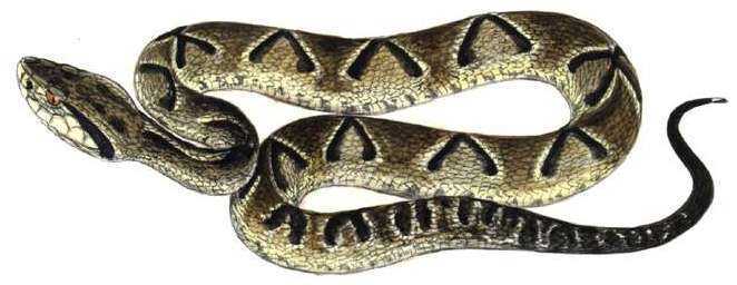 美洲矛头蝮(jararaca)