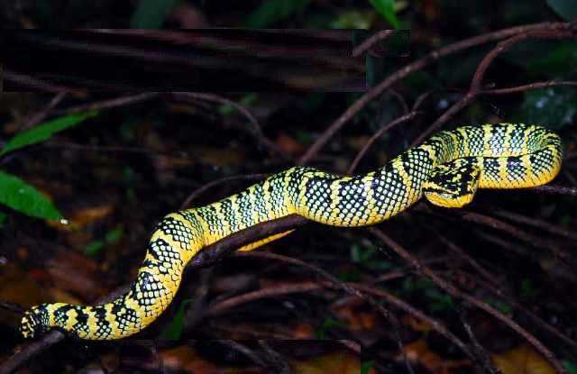 黑绿烙铁头(waglers temple pitviper)
