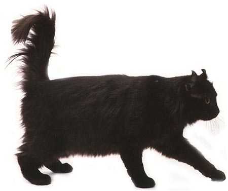 美国卷耳猫黑色猫