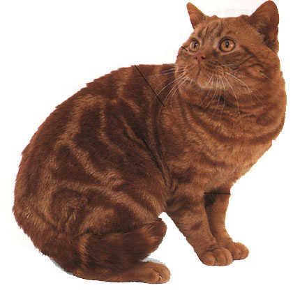 英国短毛猫红色标准虎斑猫