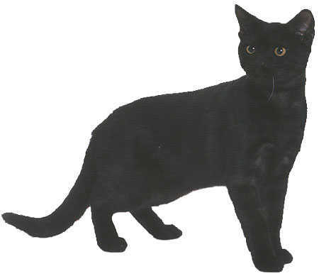 美国短尾猫暗灰黑色猫