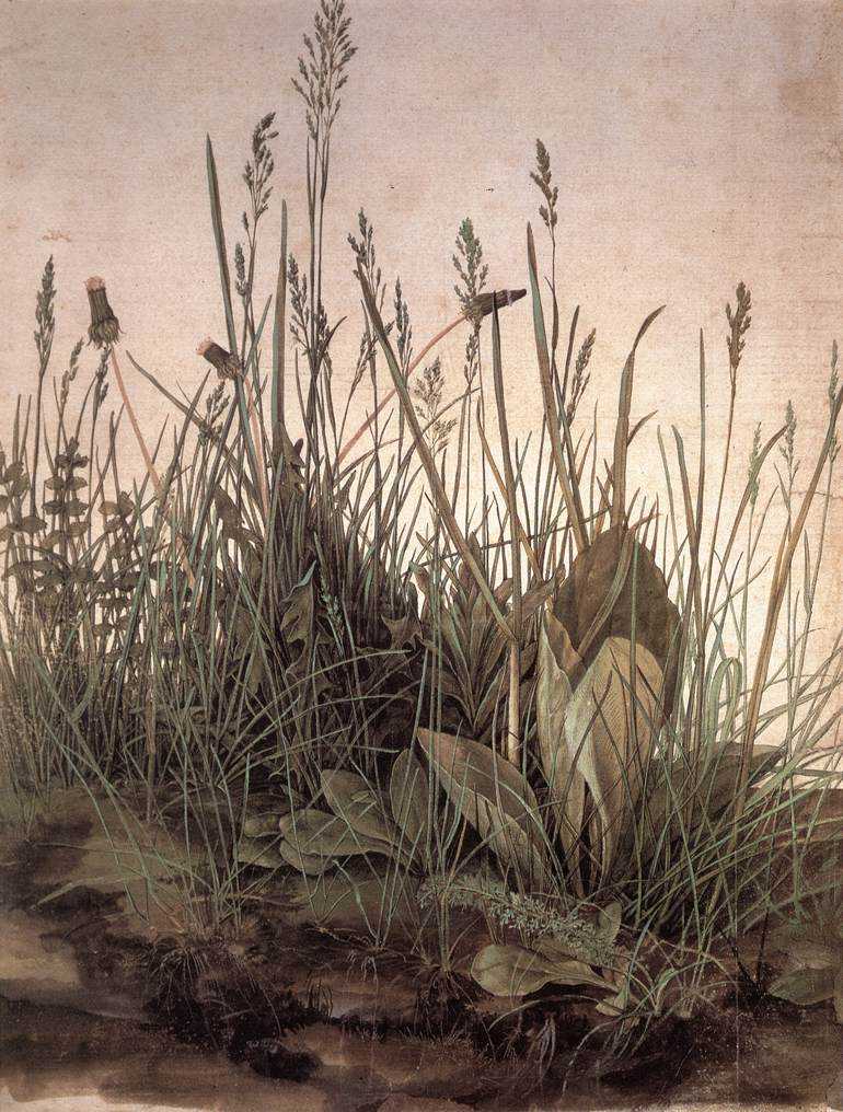 the large turf 阿尔布雷特·丢勒 (dürer albrecht)